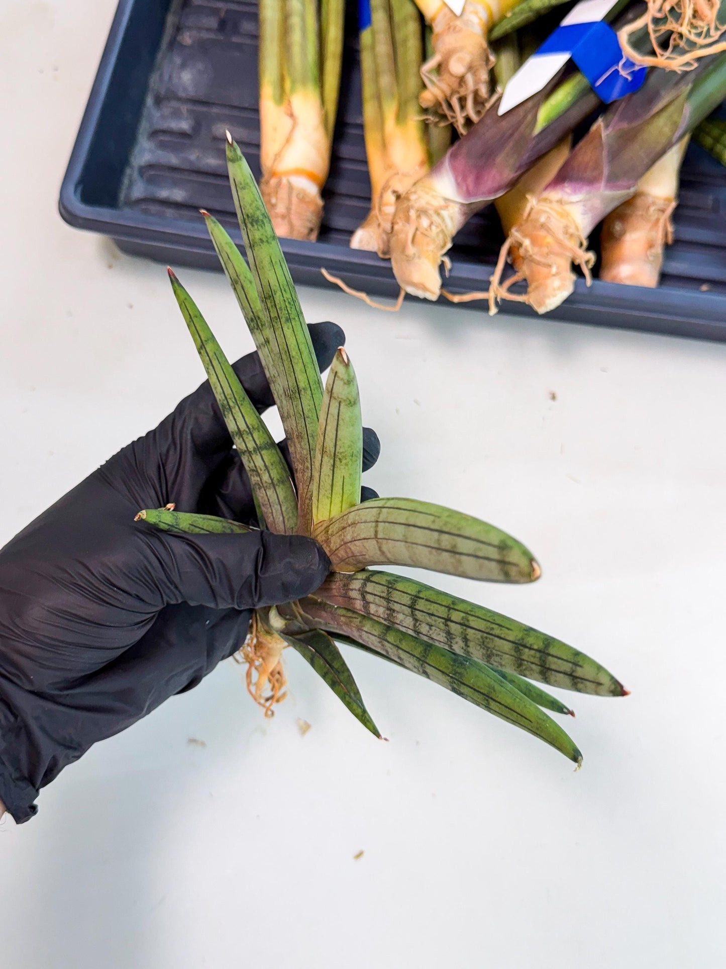 Sansevieria Galsaeg Nalgae (yg) (12) | Rare Hybrids