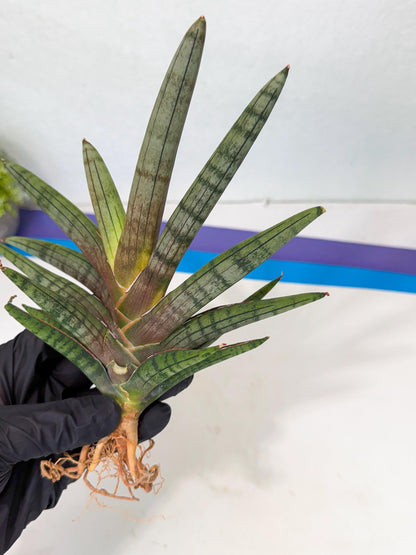 Sansevieria Galsaeg Nalgae (yg) (12) | Rare Hybrids