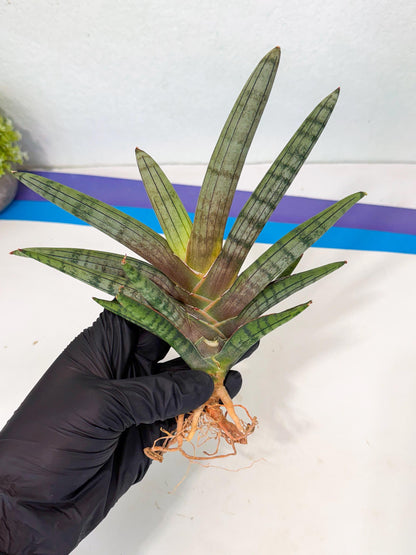 Sansevieria Galsaeg Nalgae (yg) (12) | Rare Hybrids