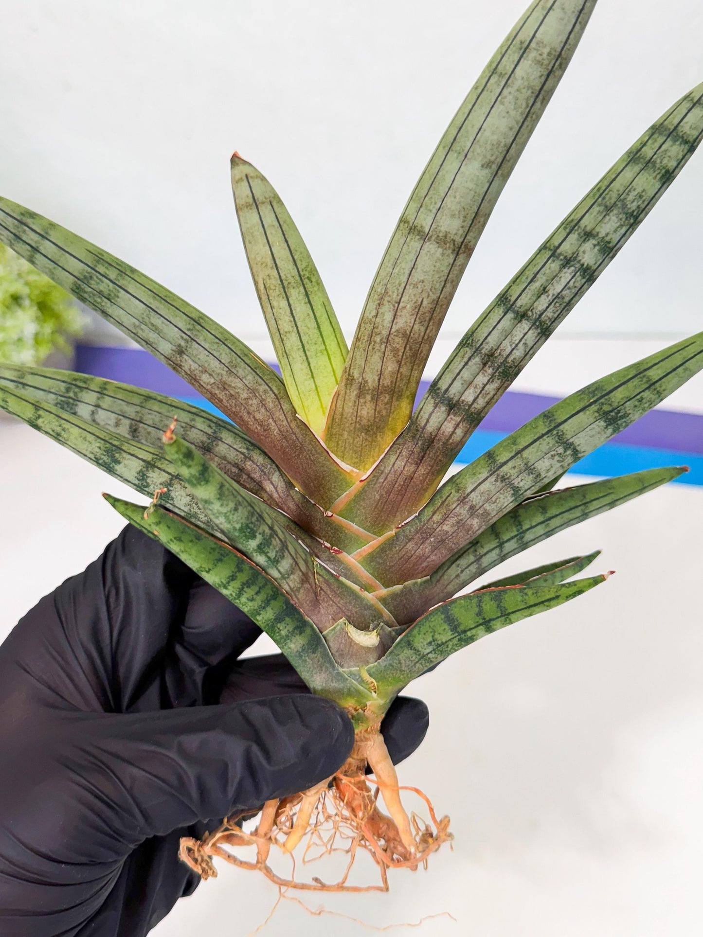 Sansevieria Galsaeg Nalgae (yg) (12) | Rare Hybrids
