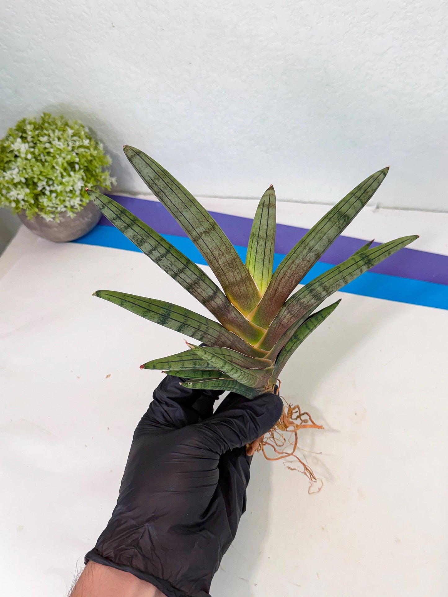 Sansevieria Galsaeg Nalgae (yg) (12) | Rare Hybrids