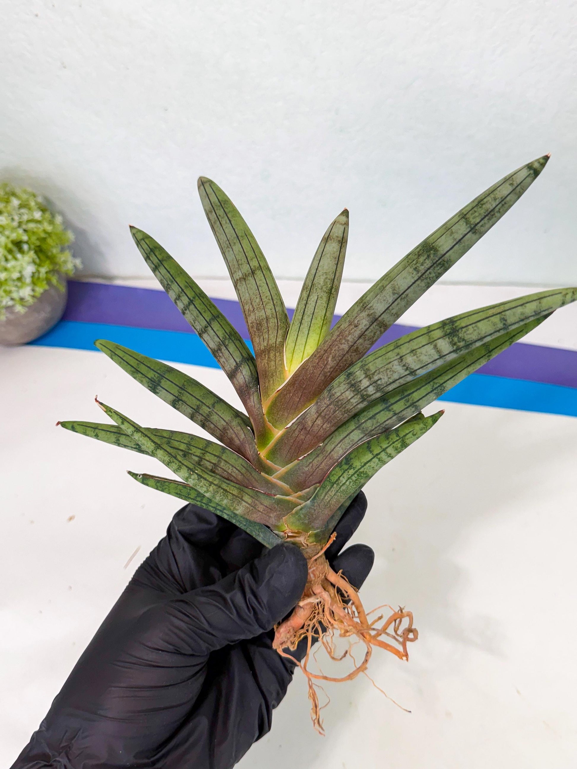 Sansevieria Galsaeg Nalgae (yg) (12) | Rare Hybrids