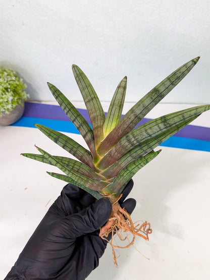 Sansevieria Galsaeg Nalgae (yg) (12) | Rare Hybrids