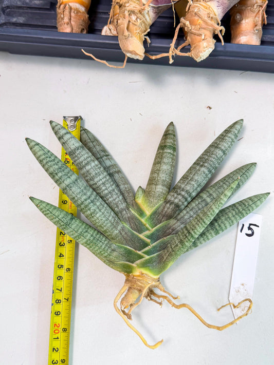 Sansevieria Hayan Nalgae (yg) (15) | Rare Hybrid