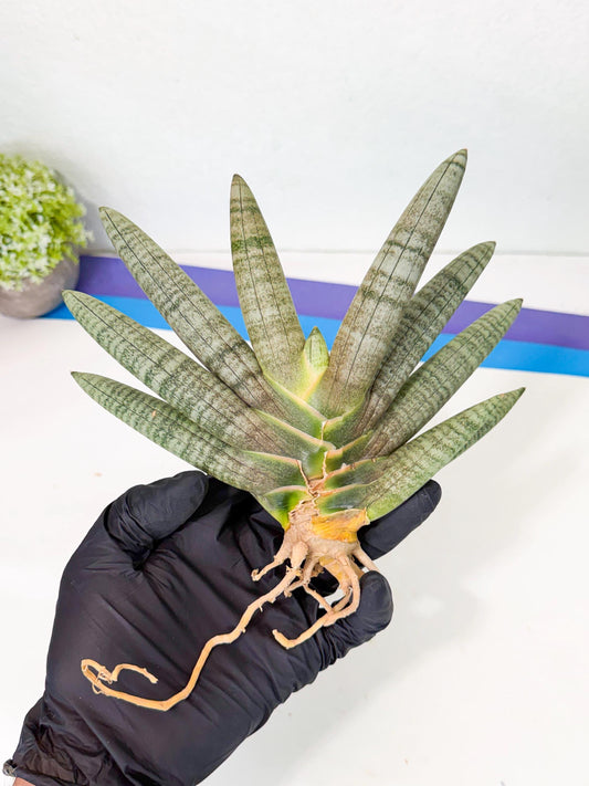 Sansevieria Hayan Nalgae (yg) (15) | Rare Hybrid