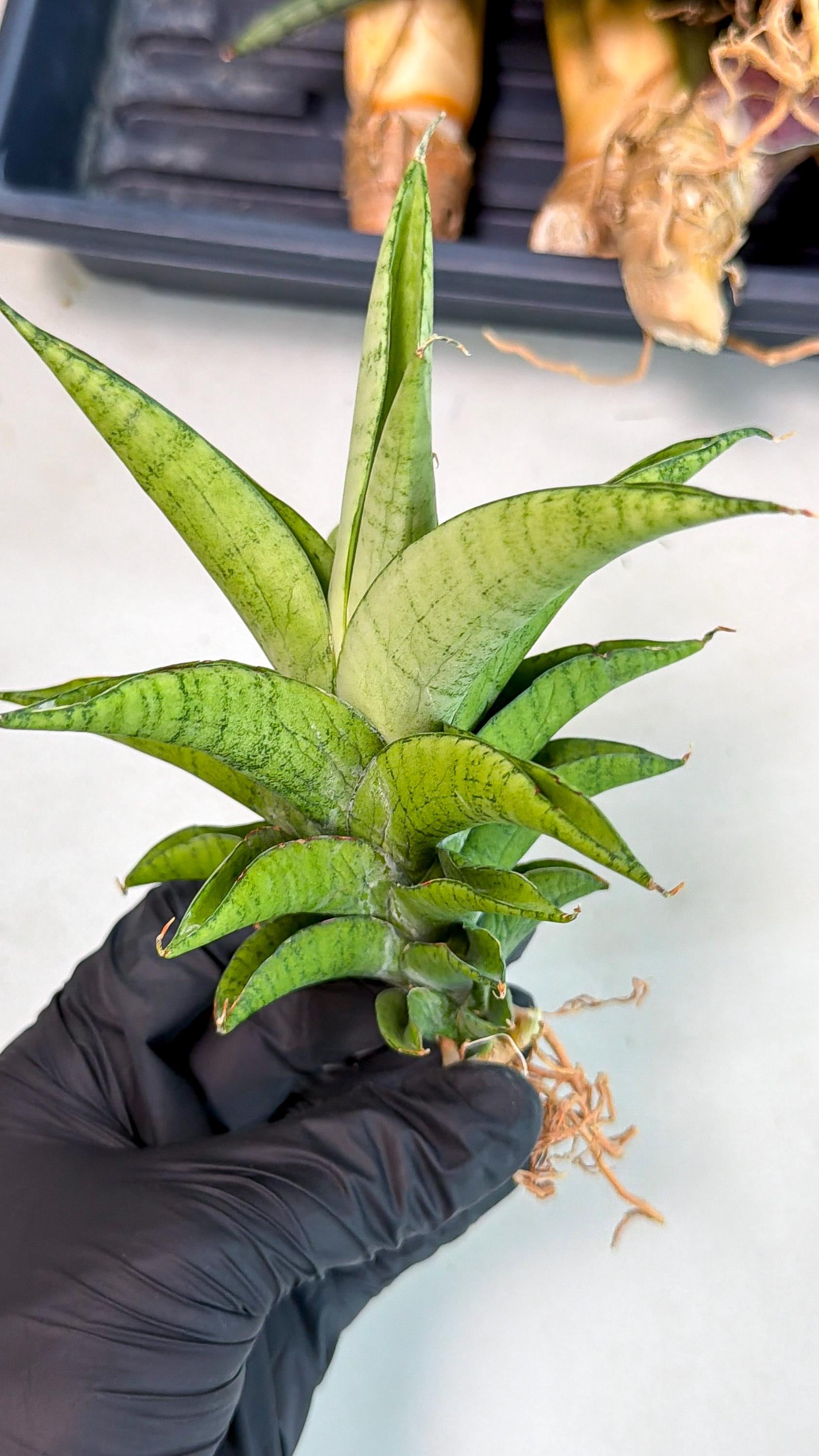 Sansevieria Soursop (yg) (18) | Rare Import