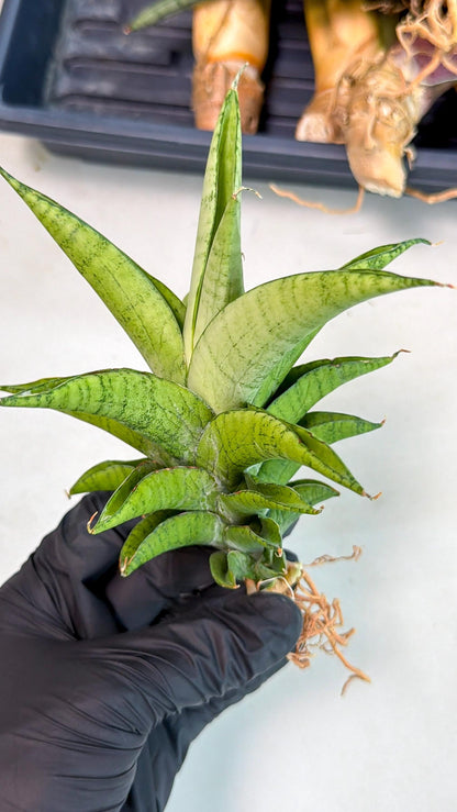 Sansevieria Soursop (yg) (18) | Rare Import