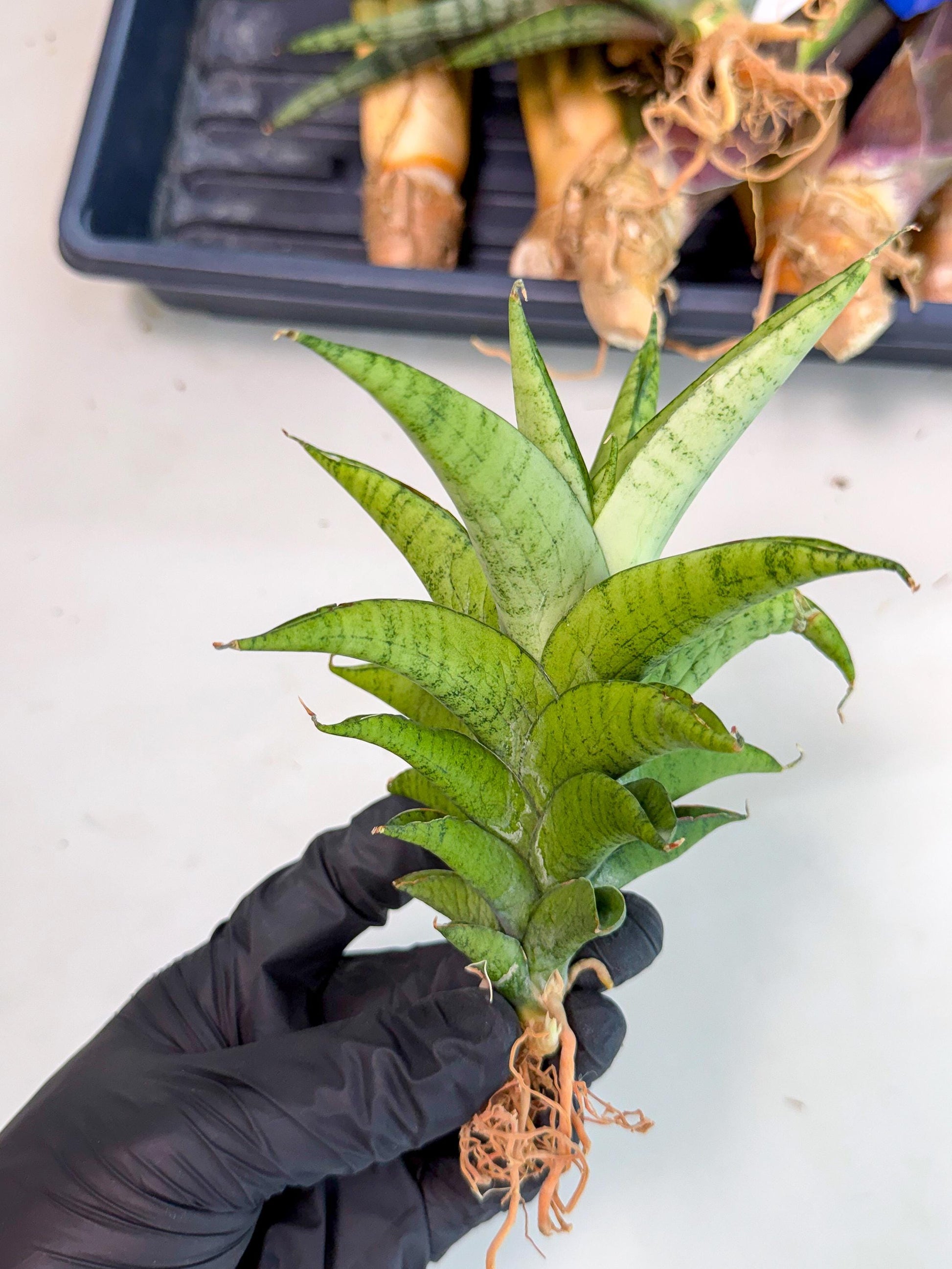 Sansevieria Soursop (yg) (18) | Rare Import