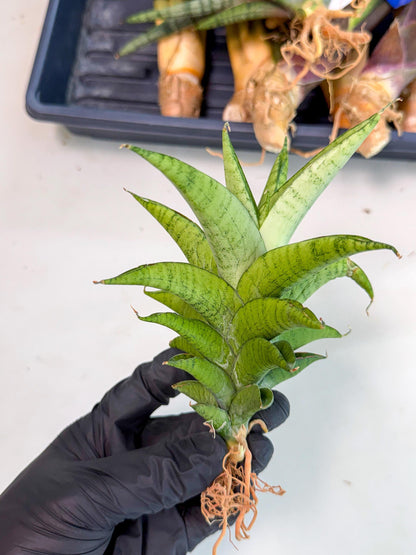 Sansevieria Soursop (yg) (18) | Rare Import