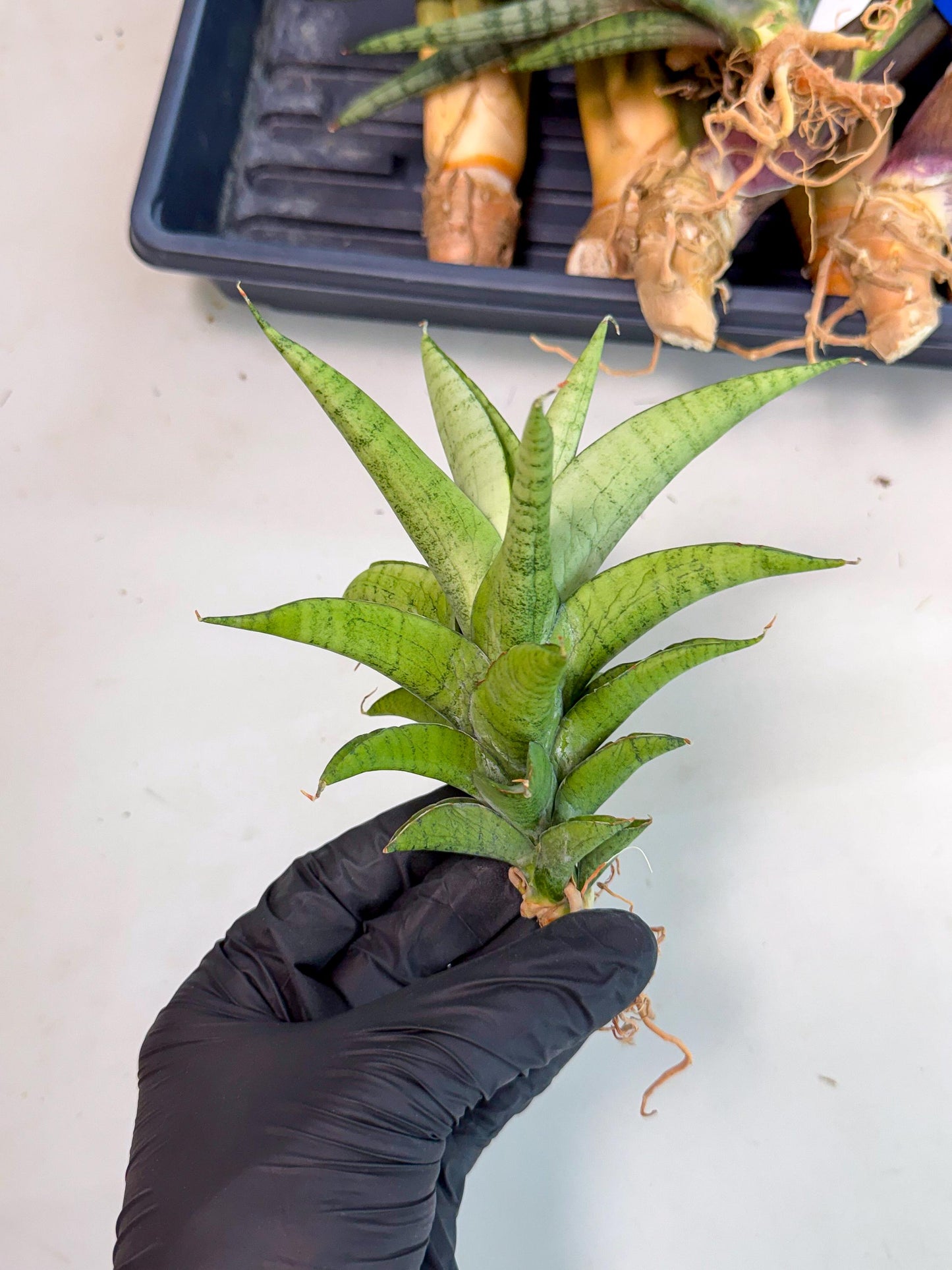 Sansevieria Soursop (yg) (18) | Rare Import