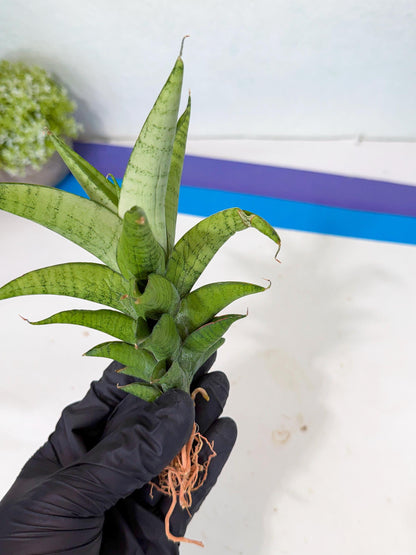 Sansevieria Soursop (yg) (18) | Rare Import