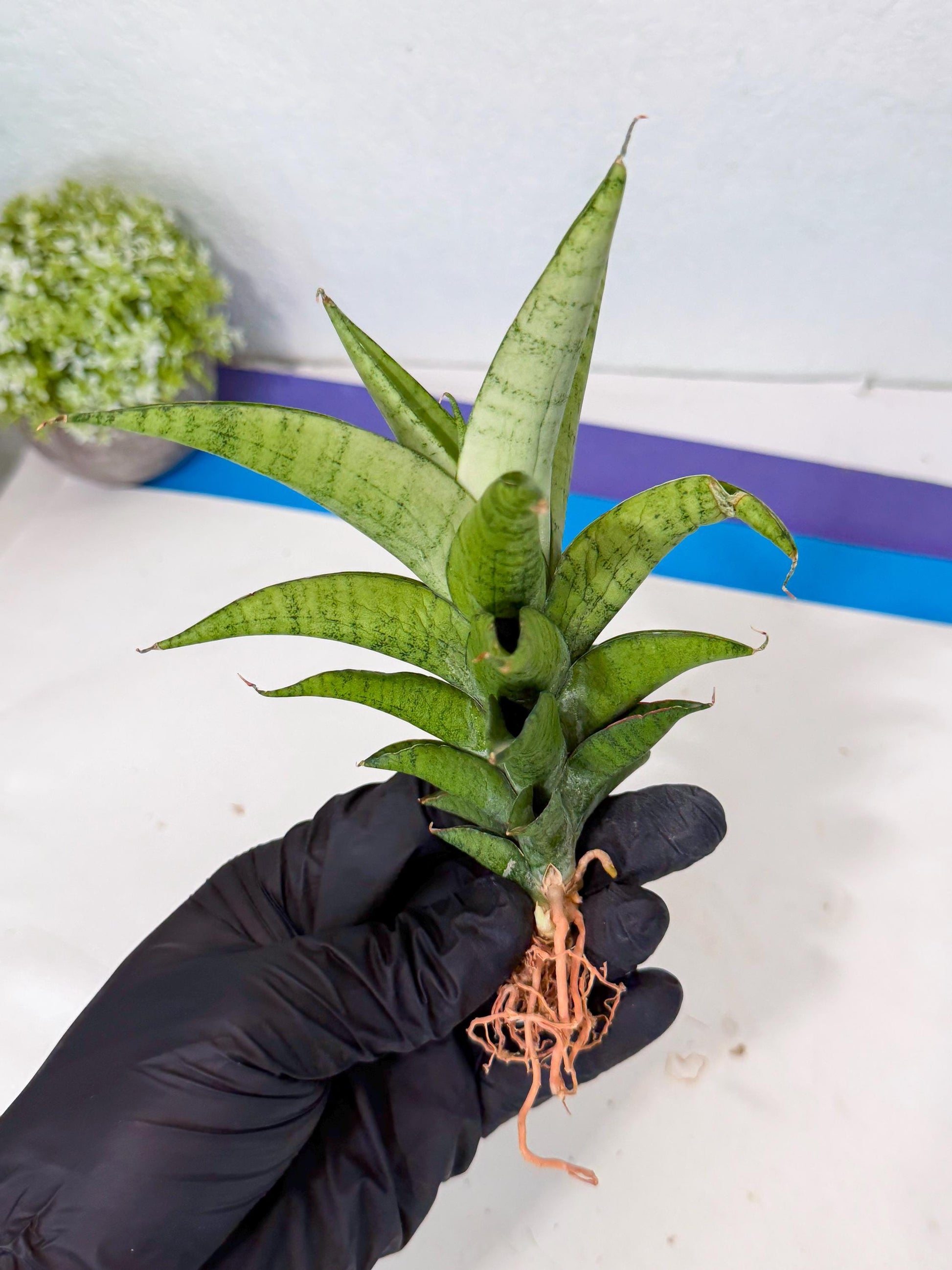 Sansevieria Soursop (yg) (18) | Rare Import