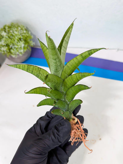 Sansevieria Soursop (yg) (18) | Rare Import