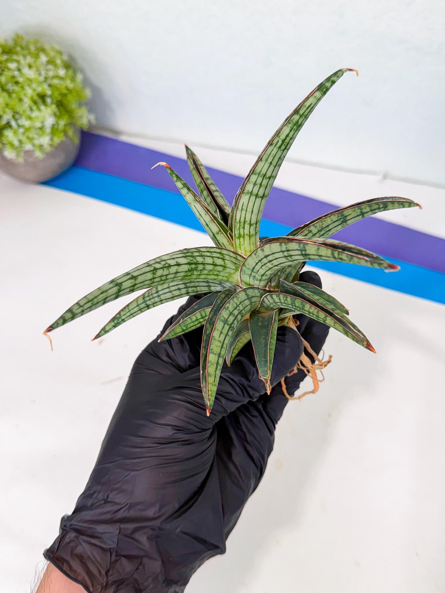 Sansevieria Heise Yusan (yg) (p) | Rare Import