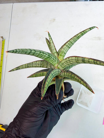 Sansevieria Heise Yusan (yg) (p) | Rare Import
