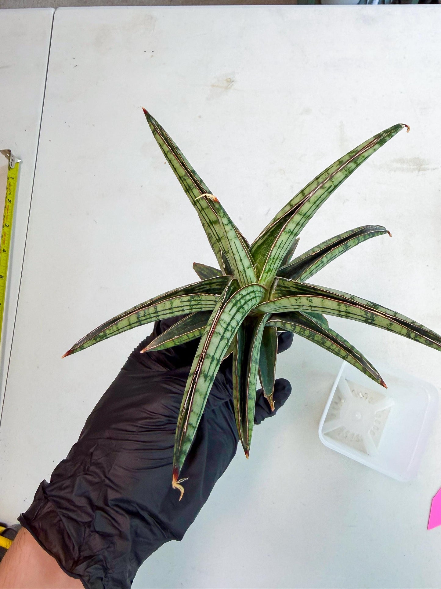 Sansevieria Heise Yusan (yg) (p) | Rare Import