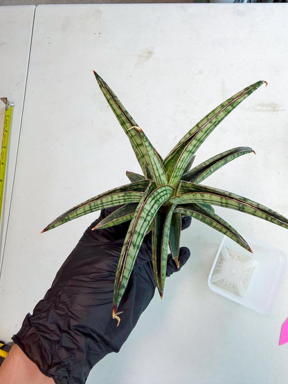 Sansevieria Heise Yusan (yg) (p) | Rare Import