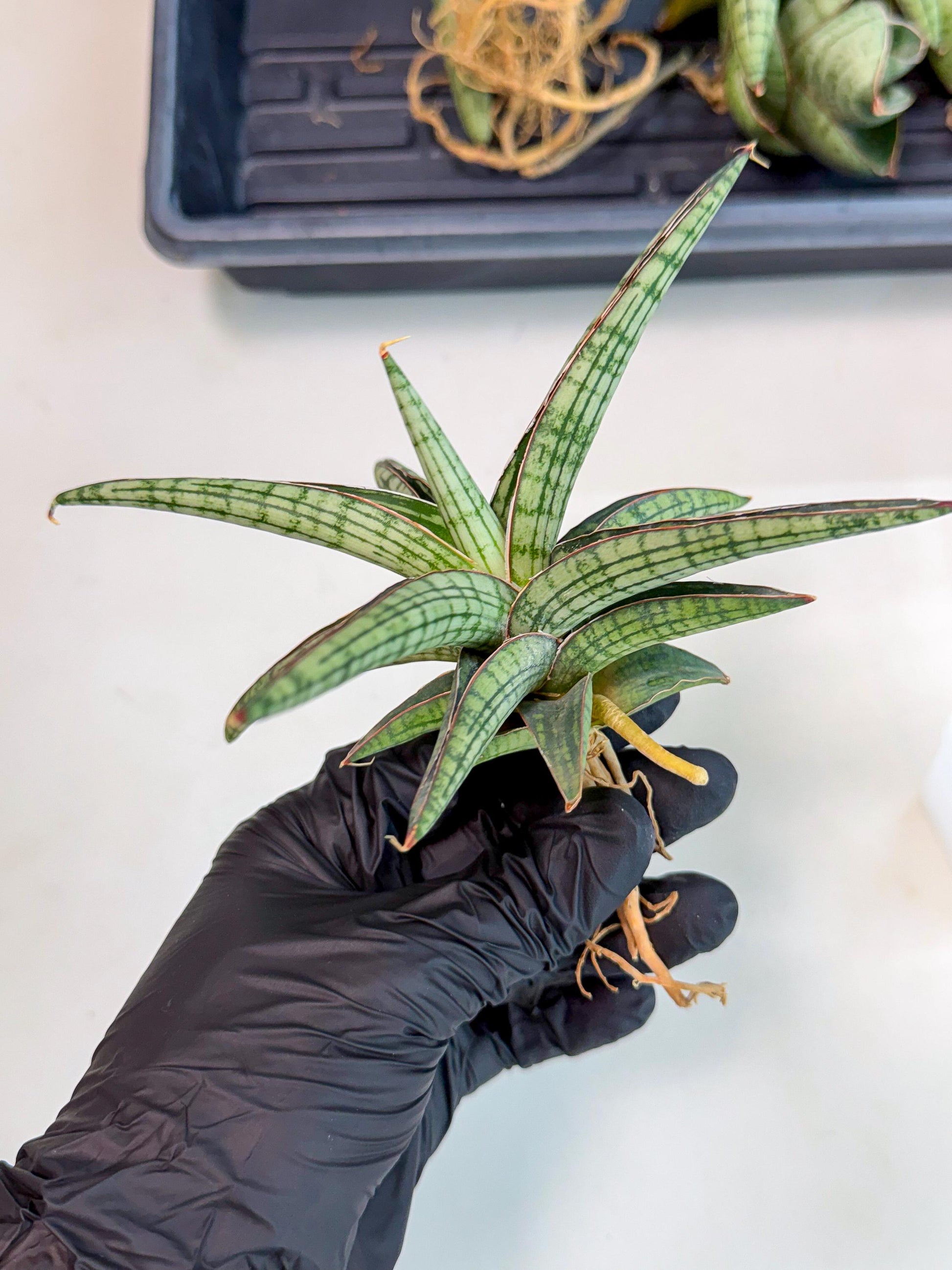 Sansevieria Heise Yusan (yg) (p) | Rare Import
