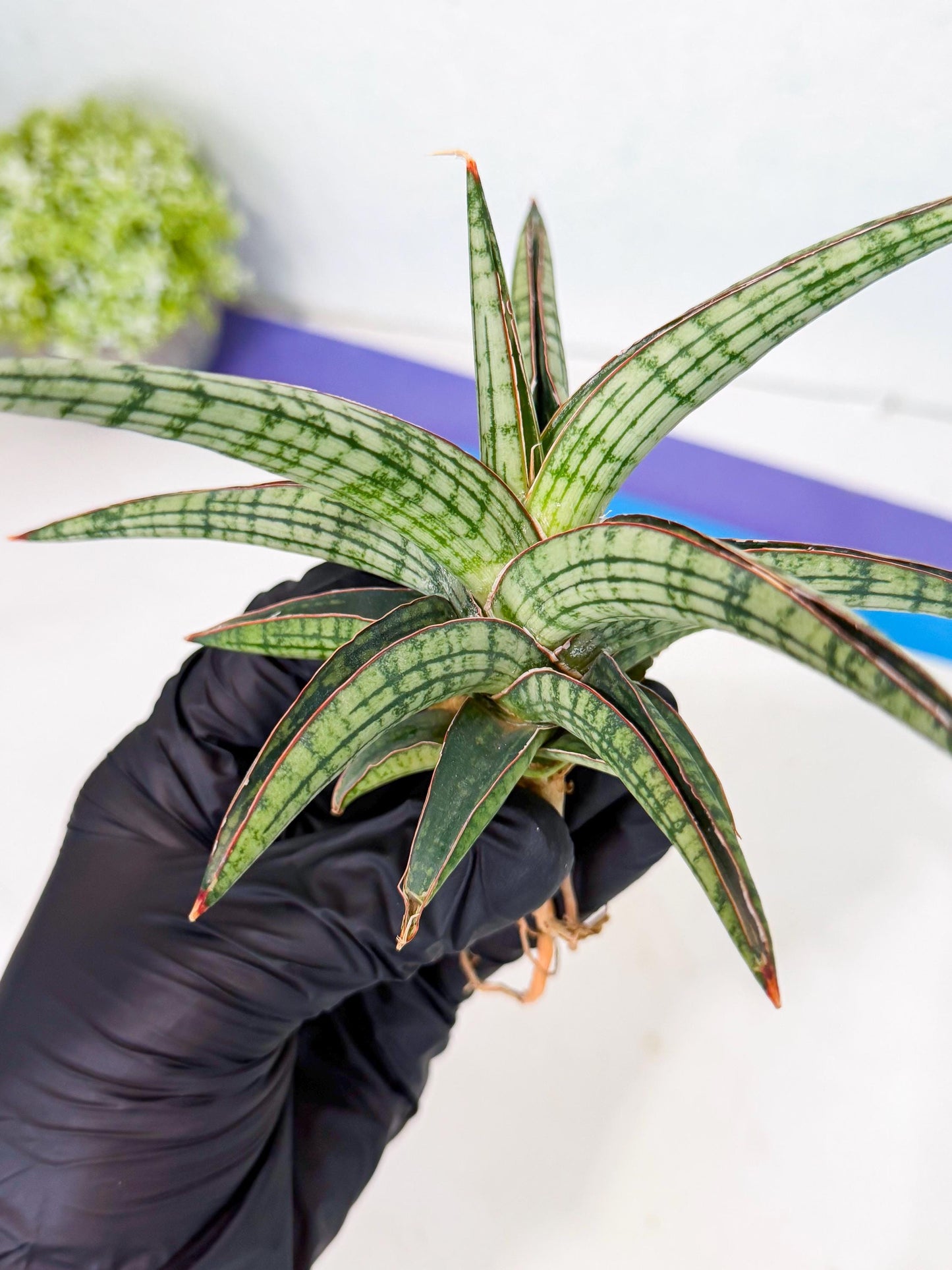 Sansevieria Heise Yusan (yg) (p) | Rare Import