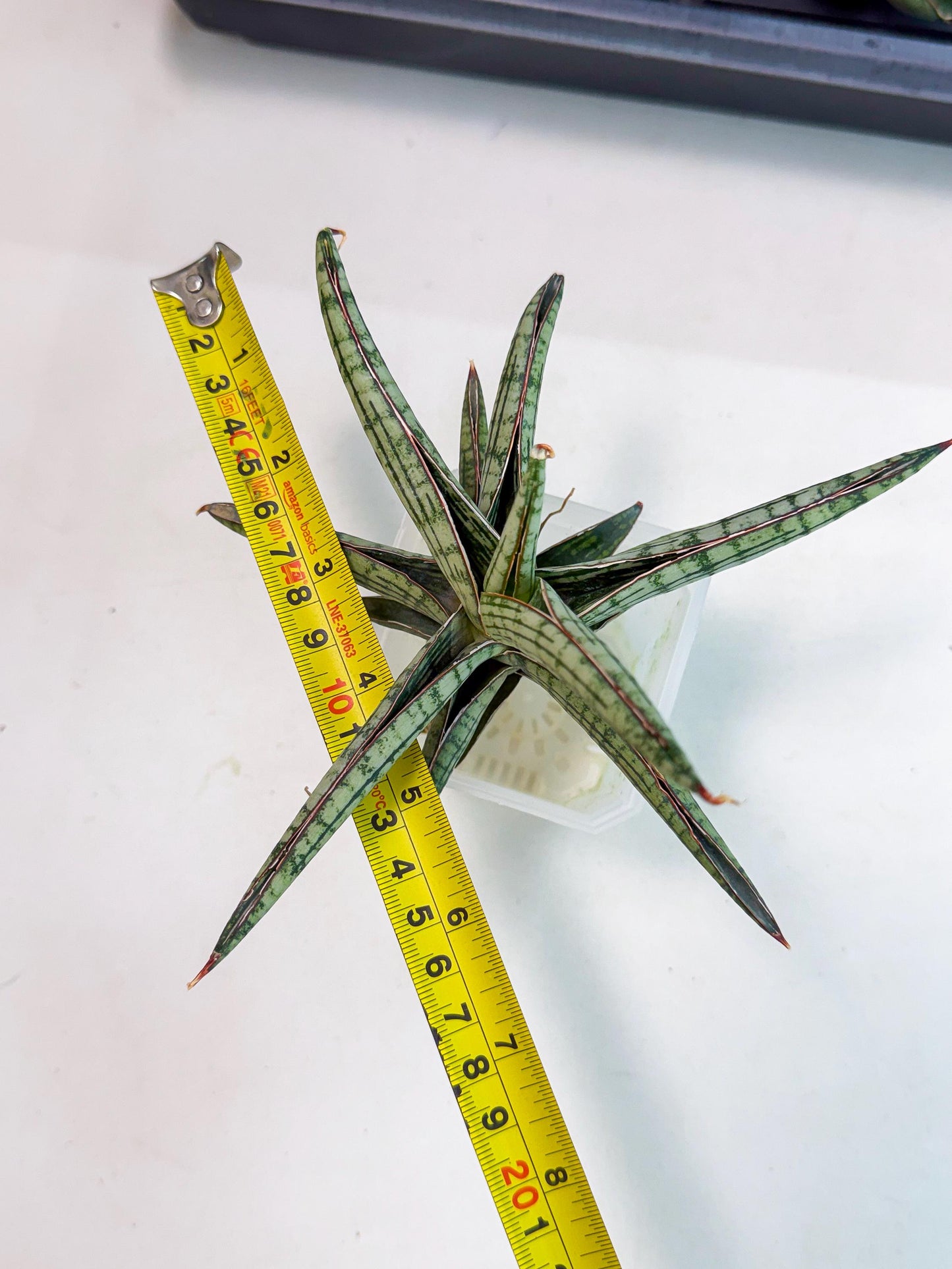 Sansevieria Heise Yusan (yg) (y) | Rare Import