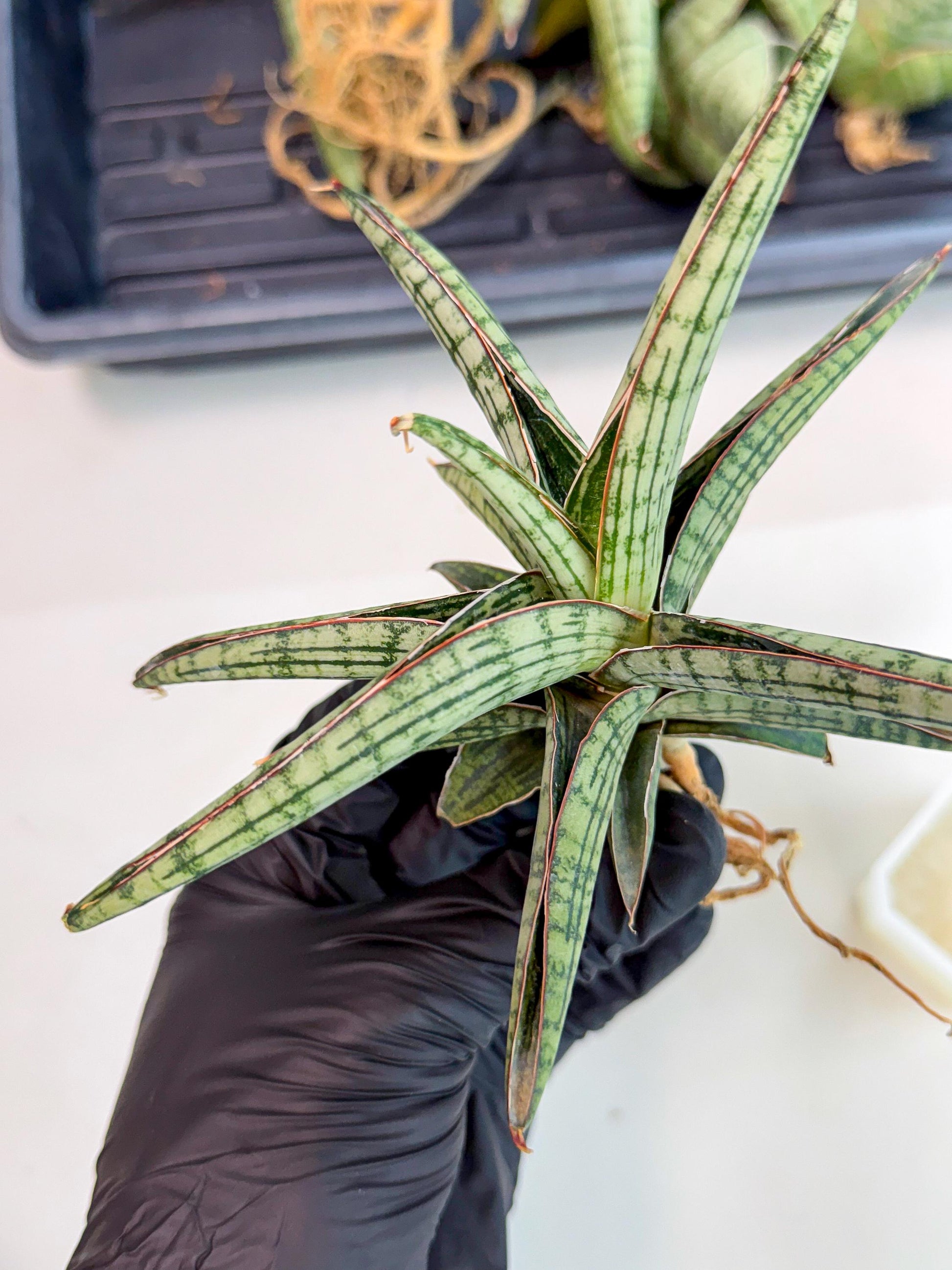 Sansevieria Heise Yusan (yg) (y) | Rare Import