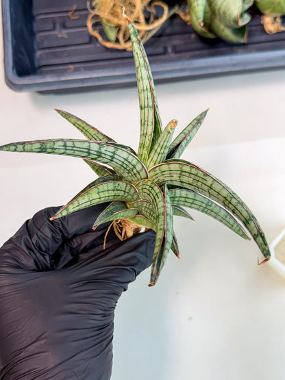 Sansevieria Heise Yusan (yg) (y) | Rare Import
