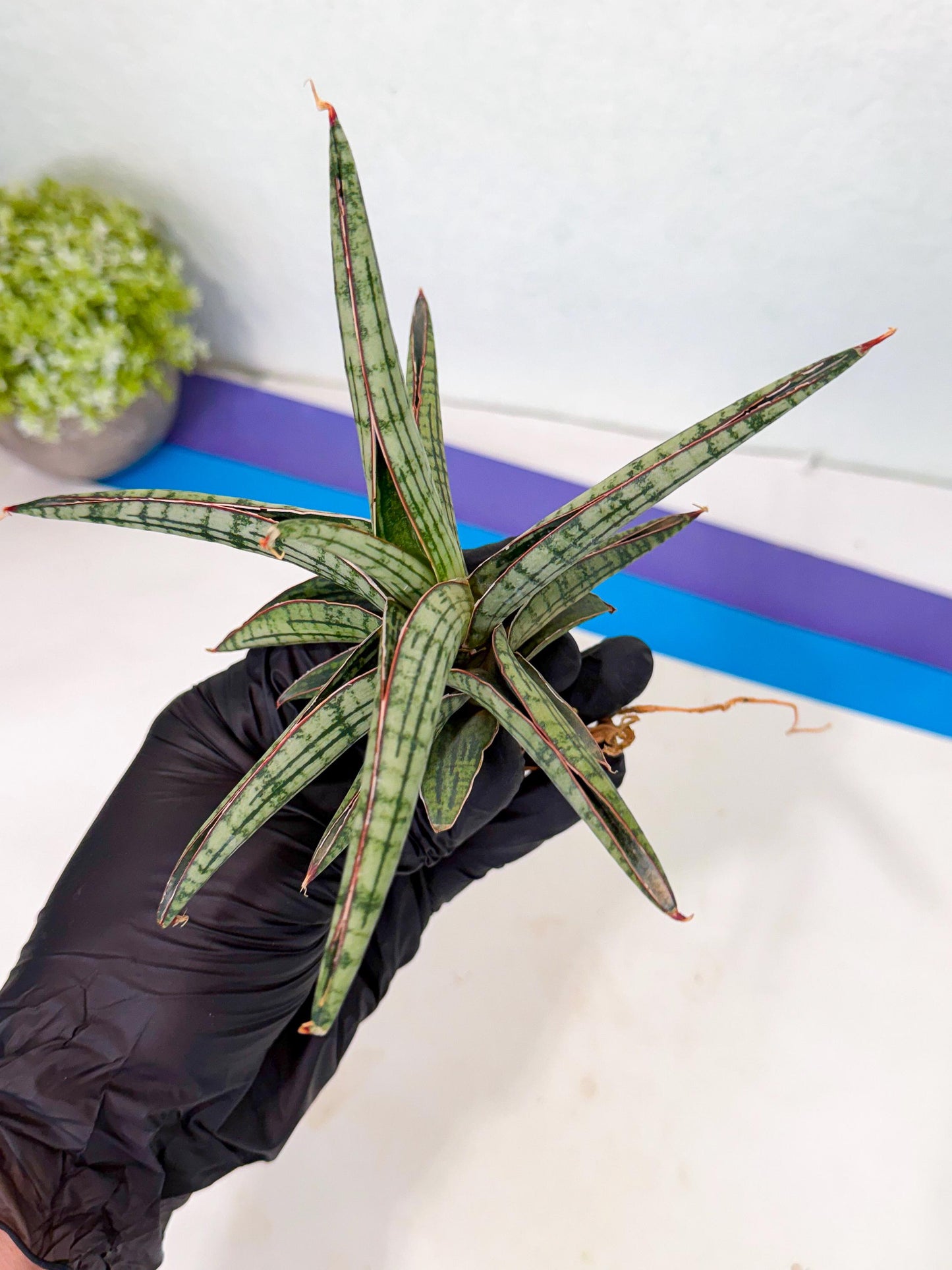 Sansevieria Heise Yusan (yg) (y) | Rare Import