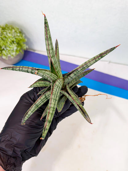 Sansevieria Heise Yusan (yg) (y) | Rare Import