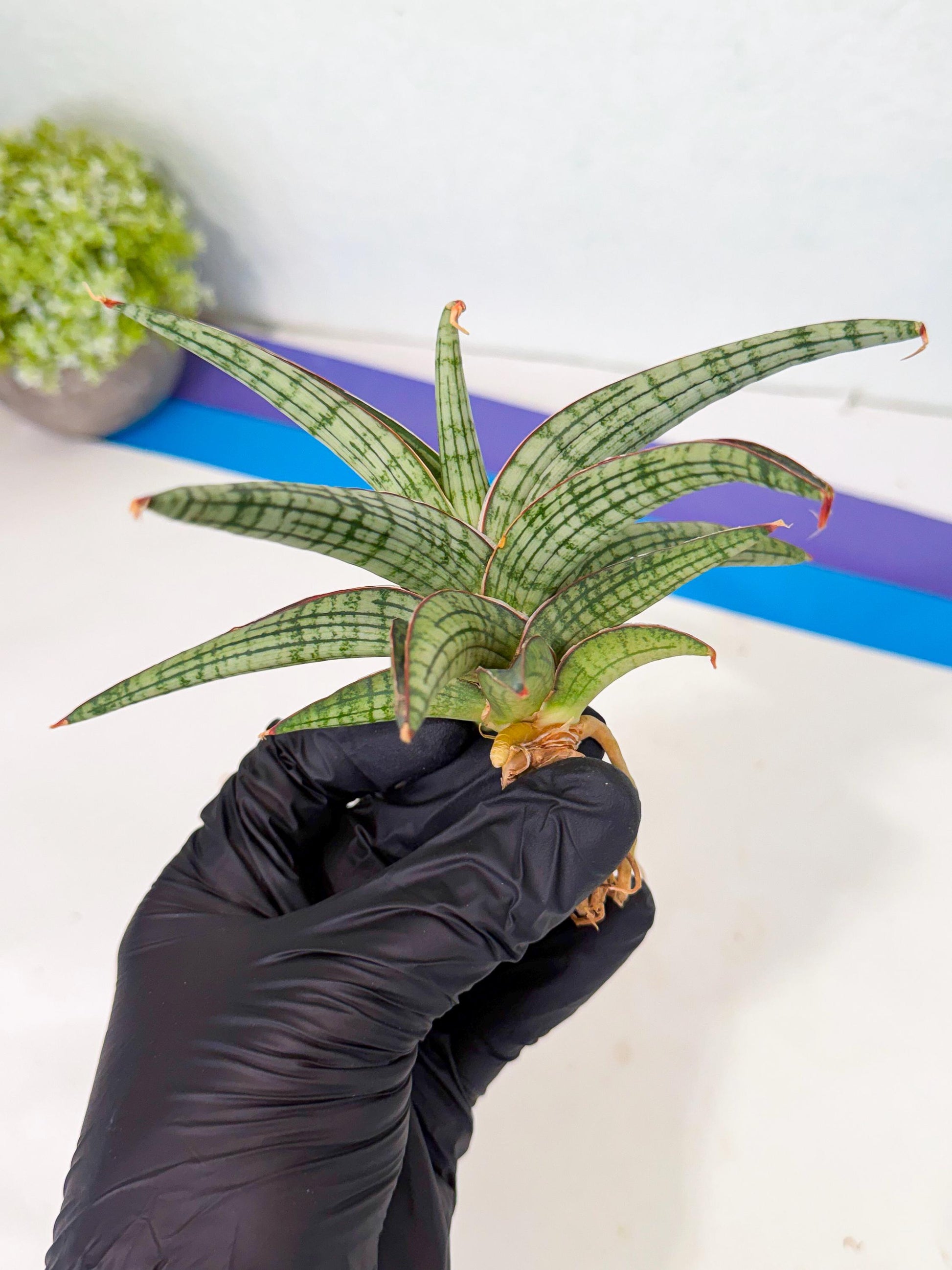 Sansevieria Heise Yusan (yg) (y) | Rare Import