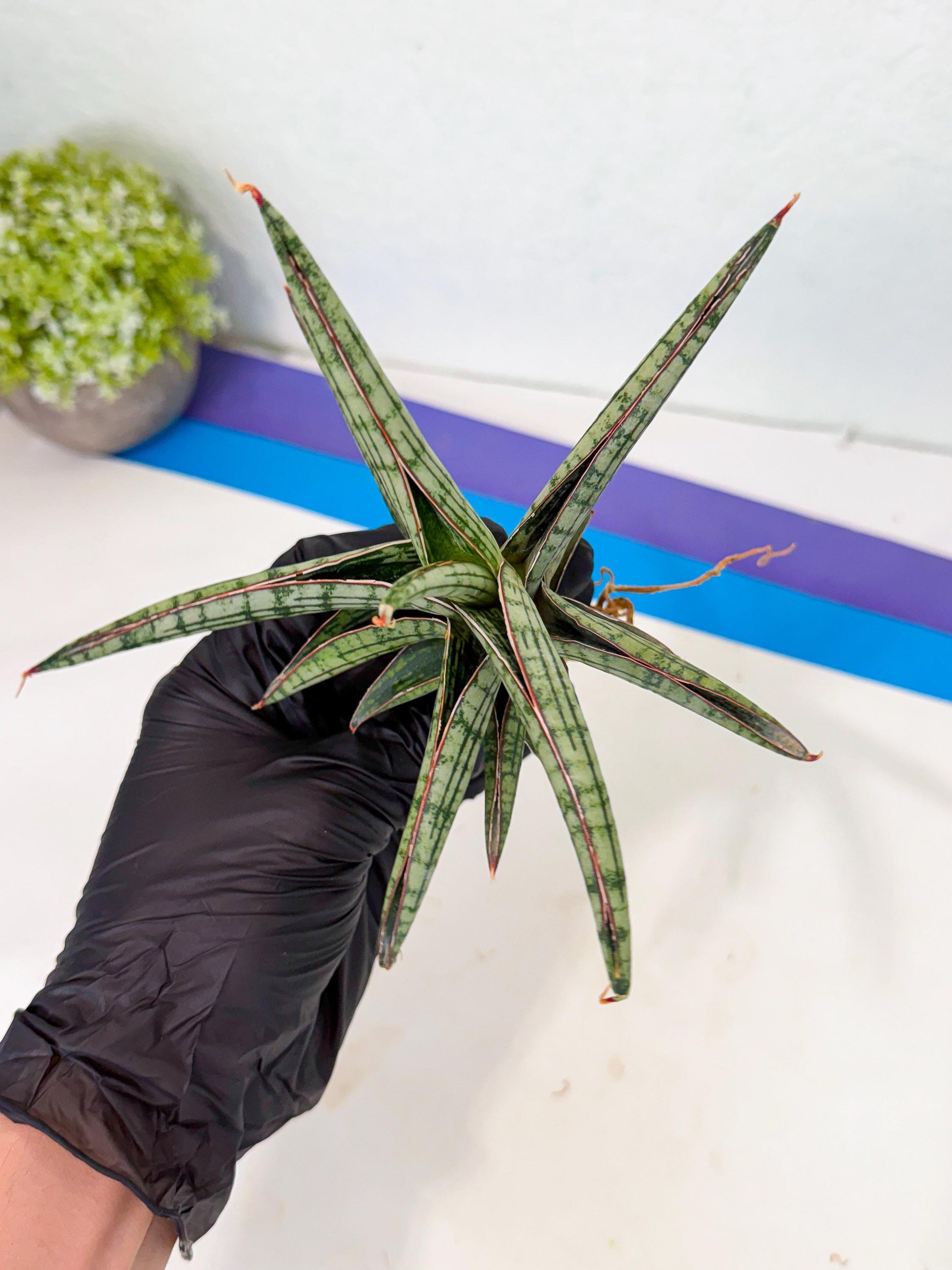Sansevieria Heise Yusan (yg) (y) | Rare Import