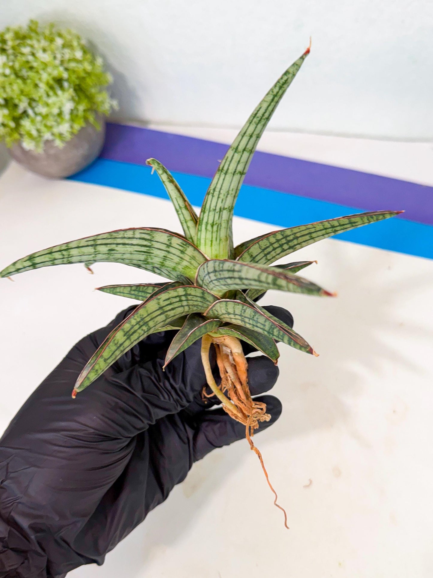 Sansevieria Heise Yusan (yg) (y) | Rare Import