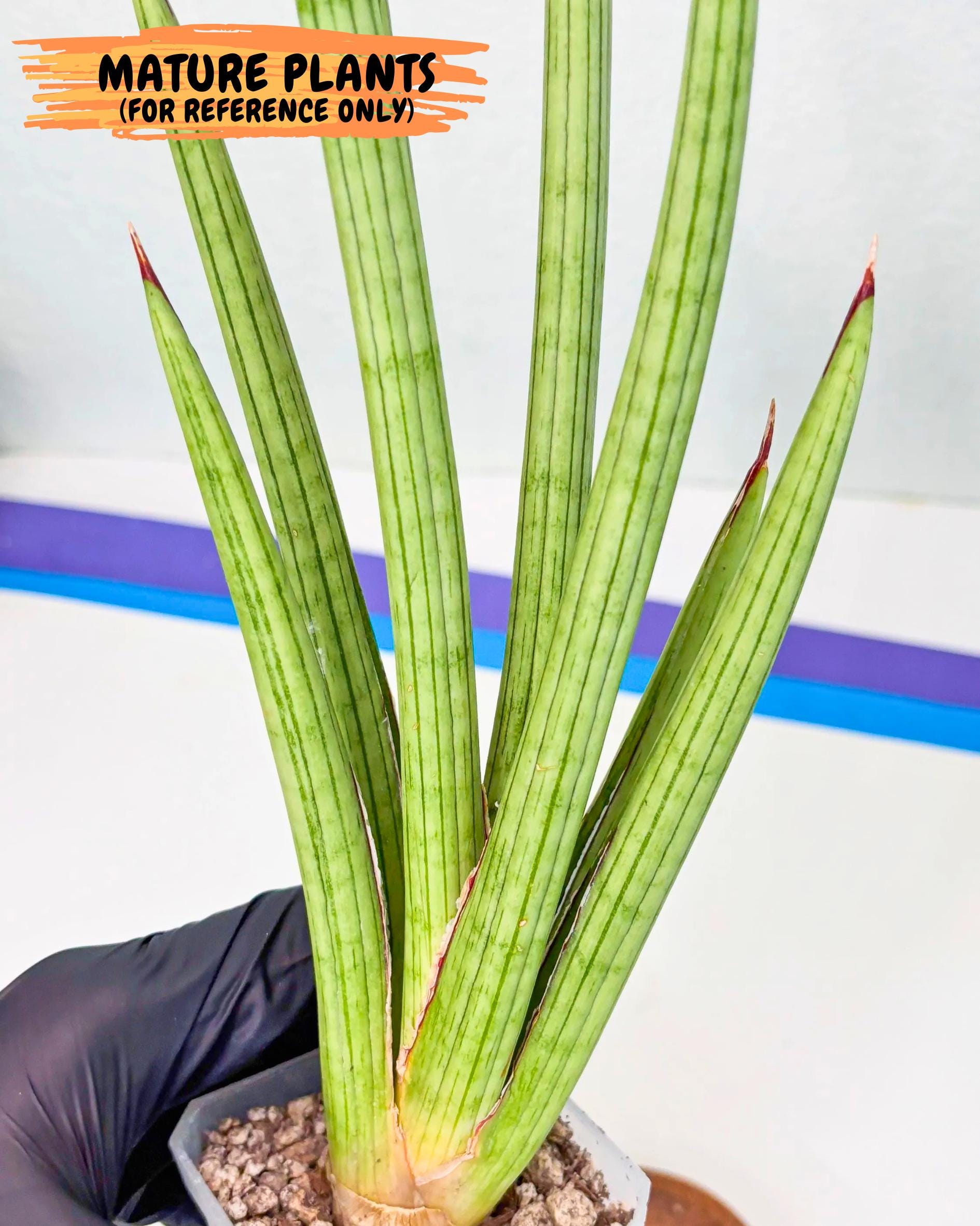Sansevieria Alawo Eve (pp) (6) | Rare Hybrids