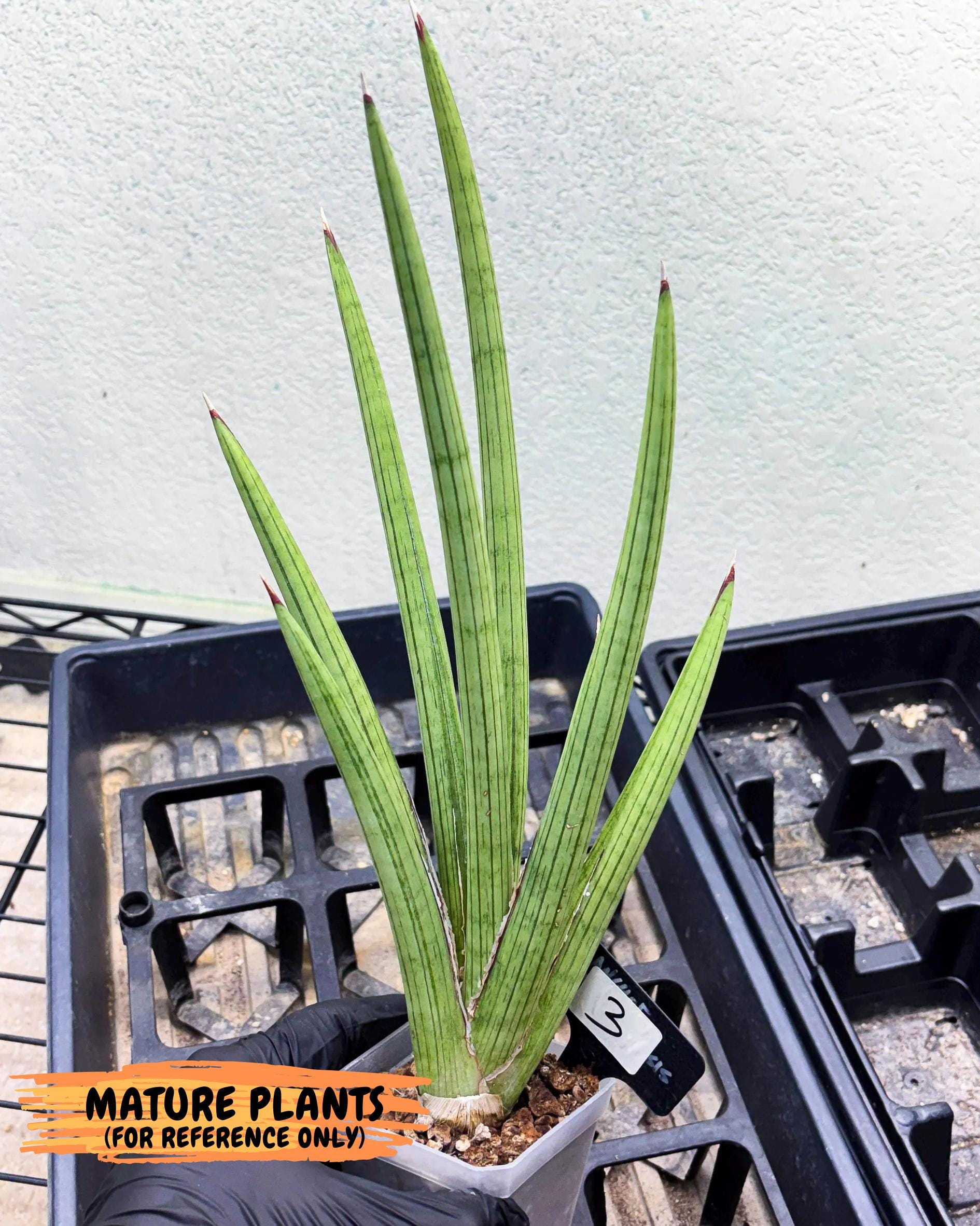 Sansevieria Alawo Eve (pp) (5) | Rare Hybrids