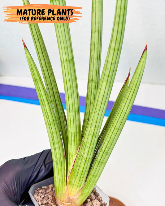 Sansevieria Alawo Eve (r17) | New Imported Hybrids