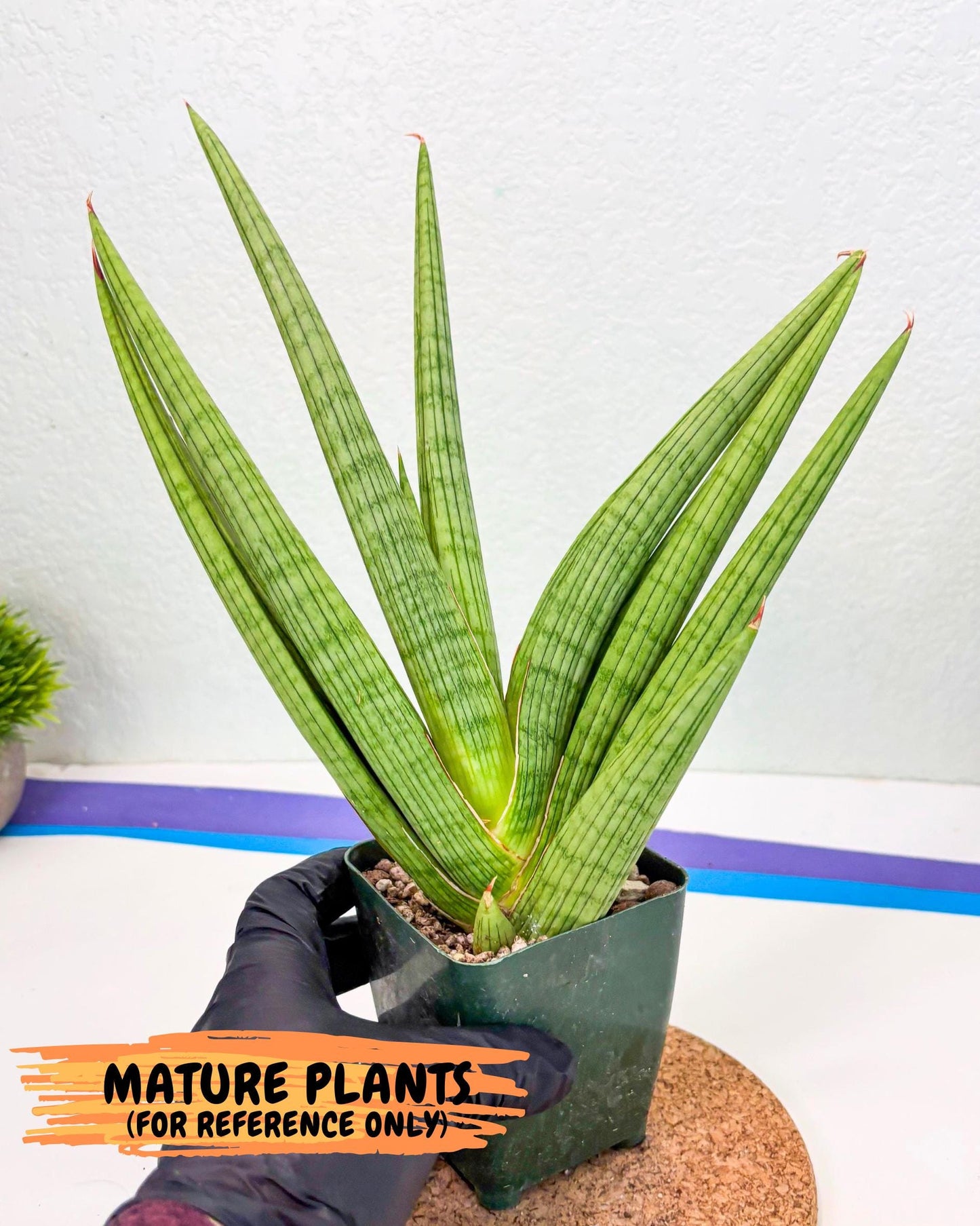 Sansevieria Akhdar (yg) (1) | Rare Hybrids
