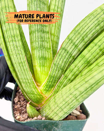 Sansevieria Akhdar (yg) (1) | Rare Hybrids