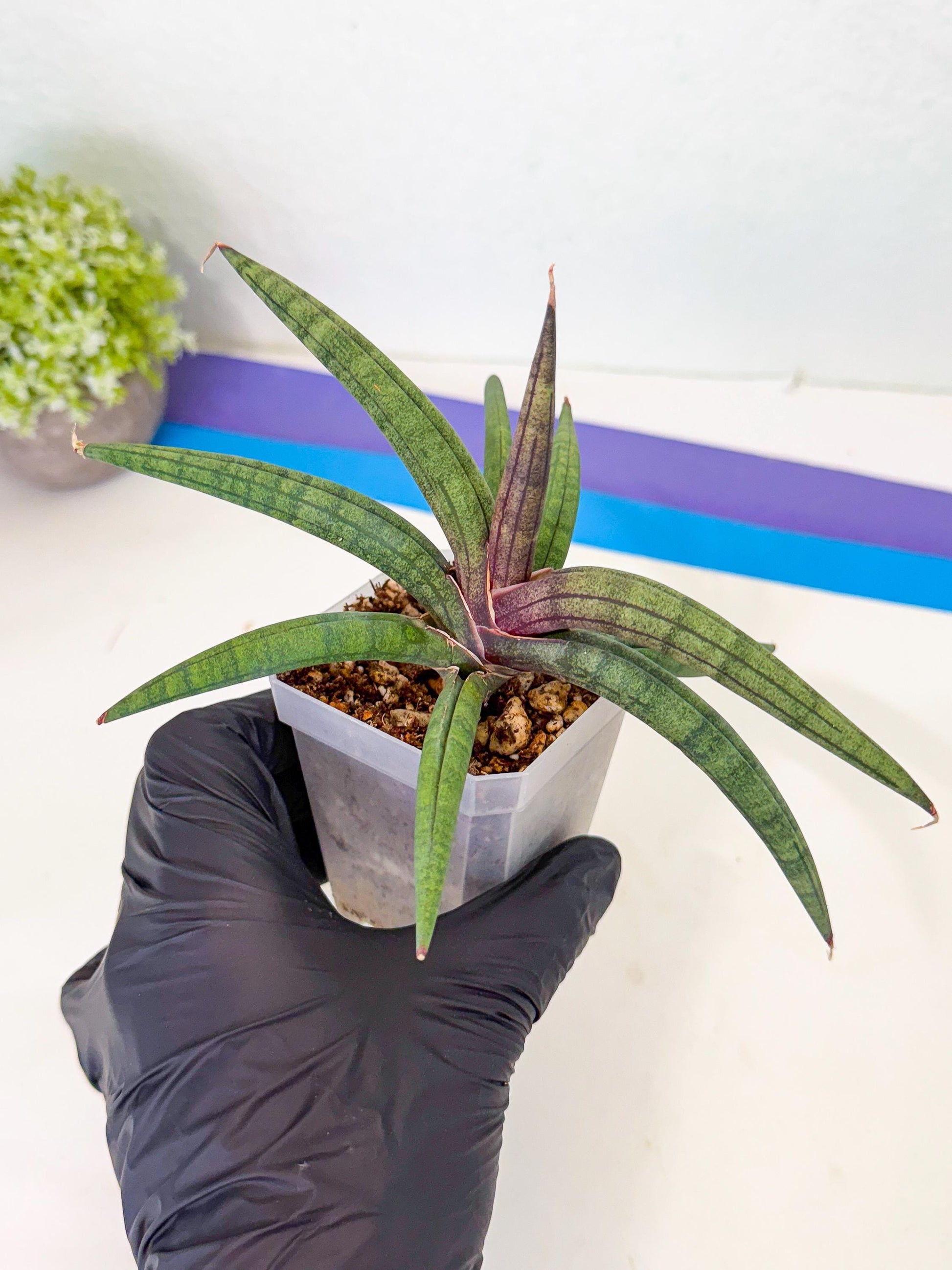 Sansevieria Terung Muda (p) | Rare Import