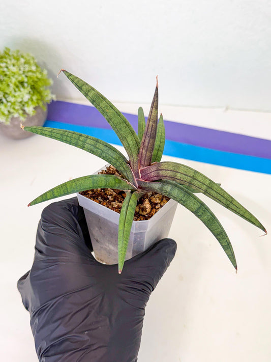 Sansevieria Terung Muda (p) | Rare Import