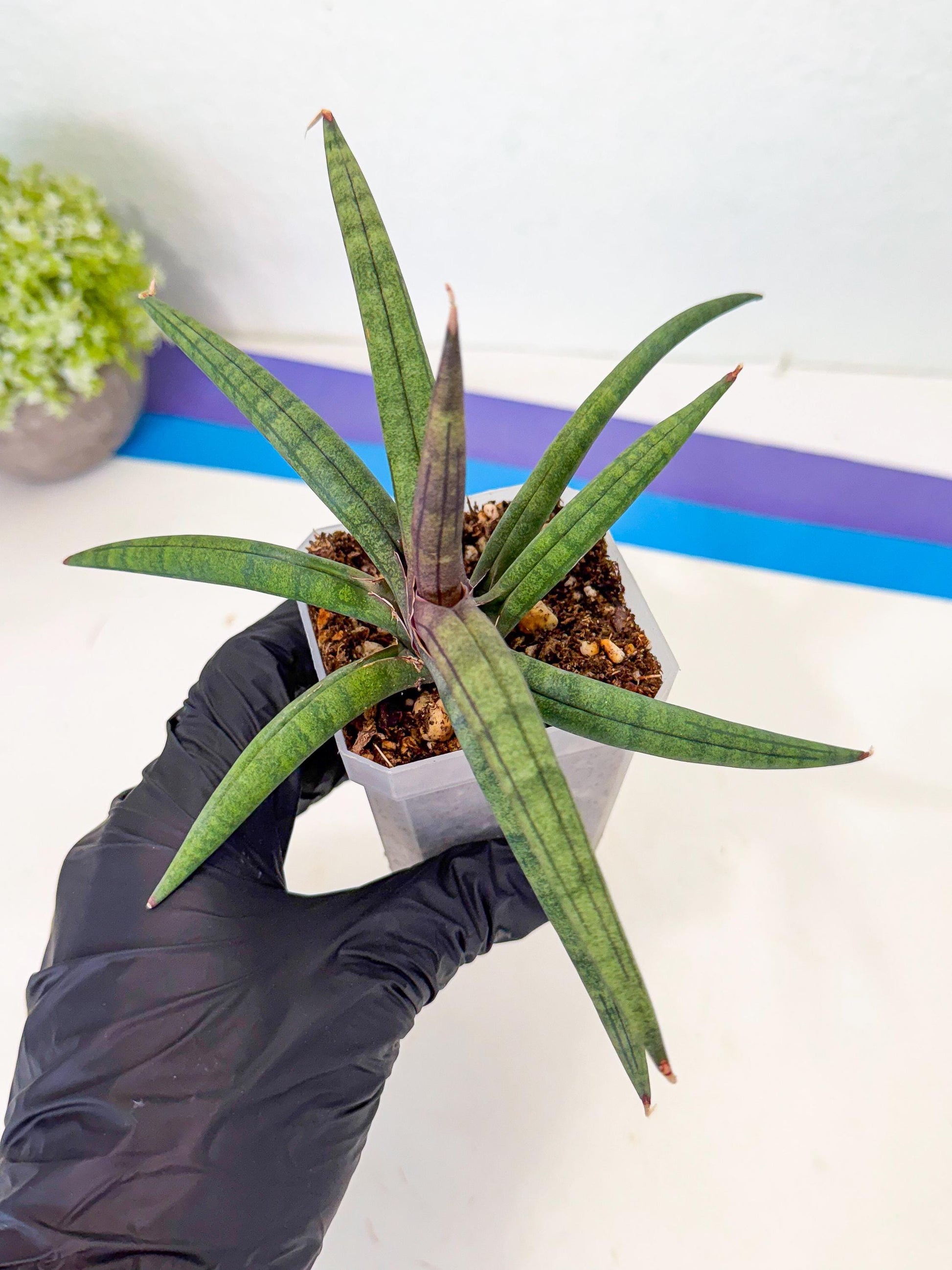 Sansevieria Terung Muda (p) | Rare Import