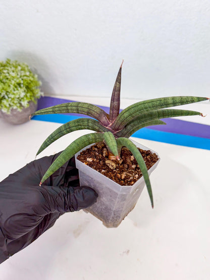 Sansevieria Terung Muda (p) | Rare Import