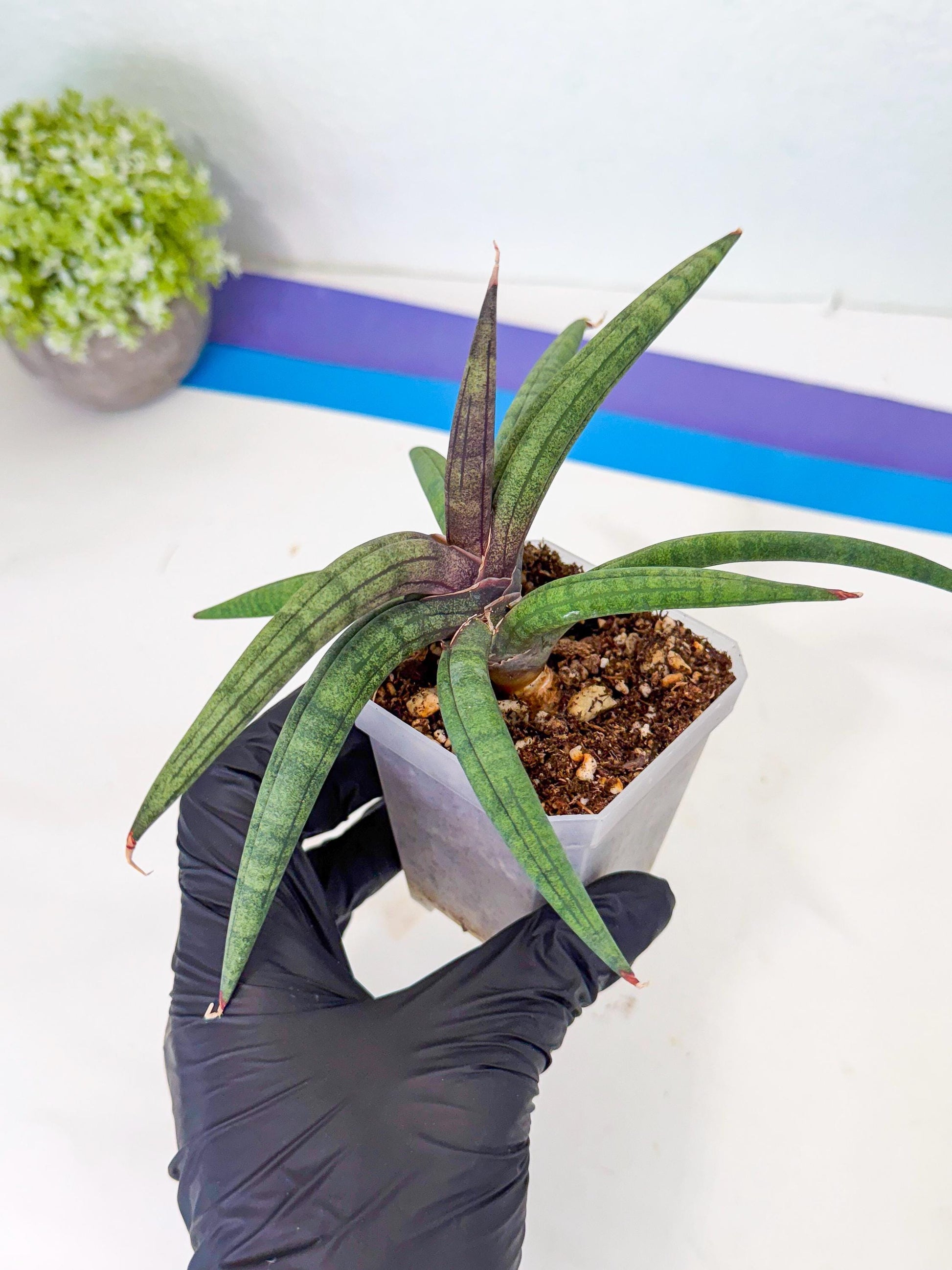 Sansevieria Terung Muda (p) | Rare Import