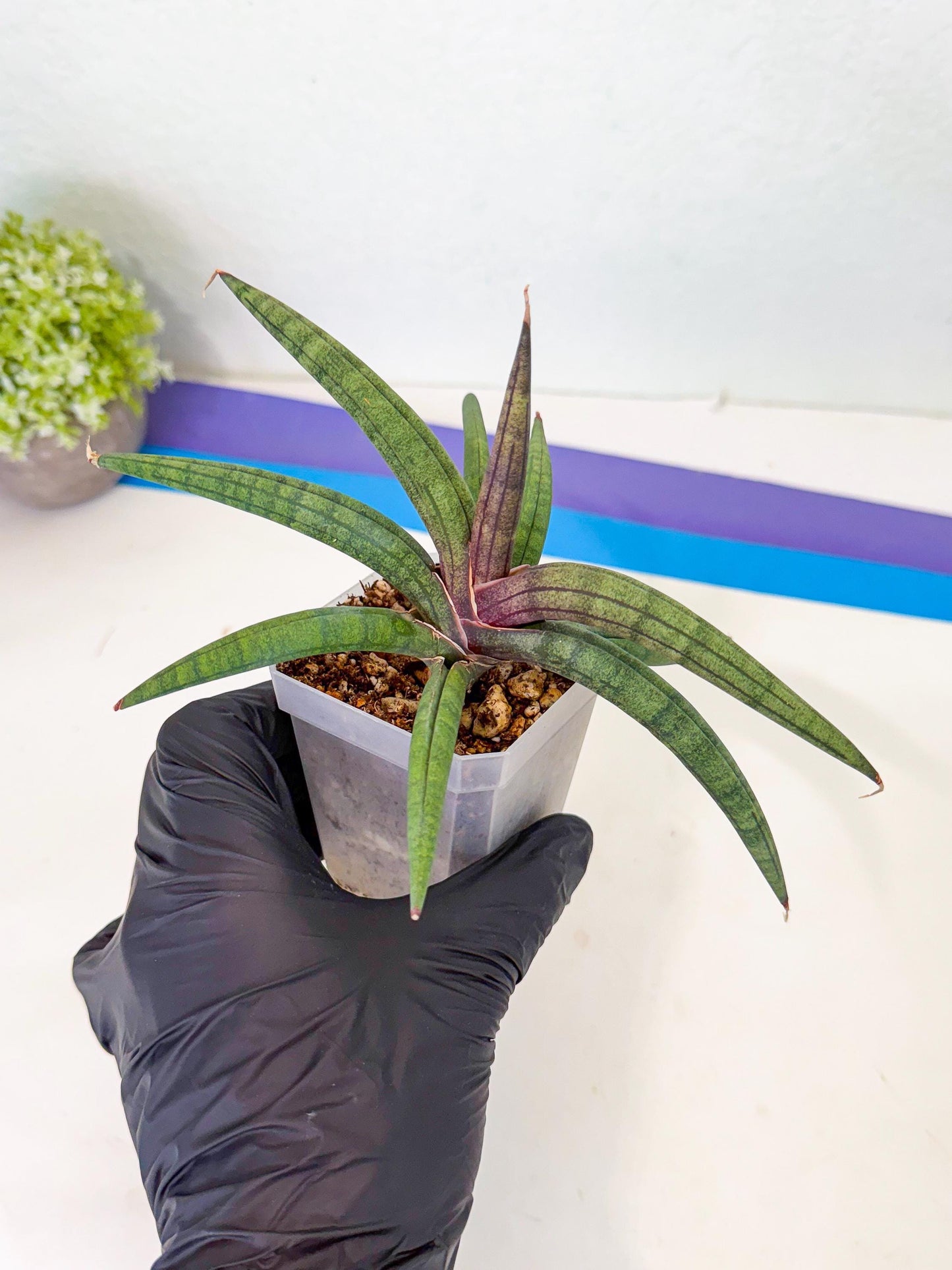 Sansevieria Terung Muda (p) | Rare Import