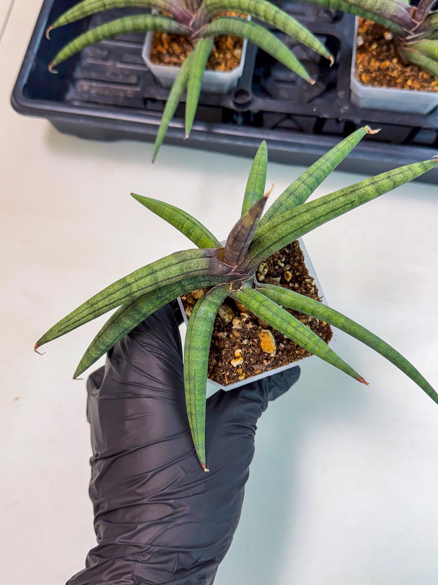 Sansevieria Terung Muda (p) | Rare Import