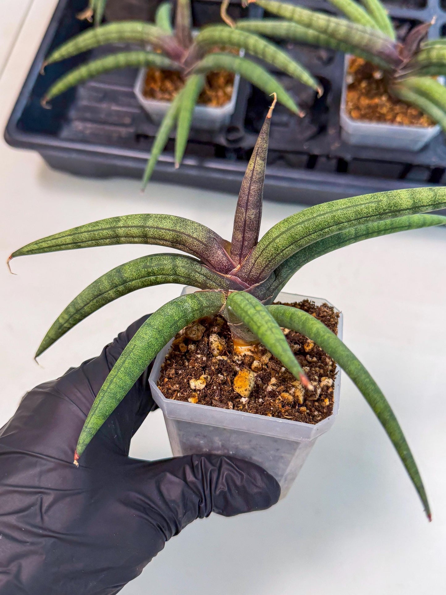 Sansevieria Terung Muda (p) | Rare Import