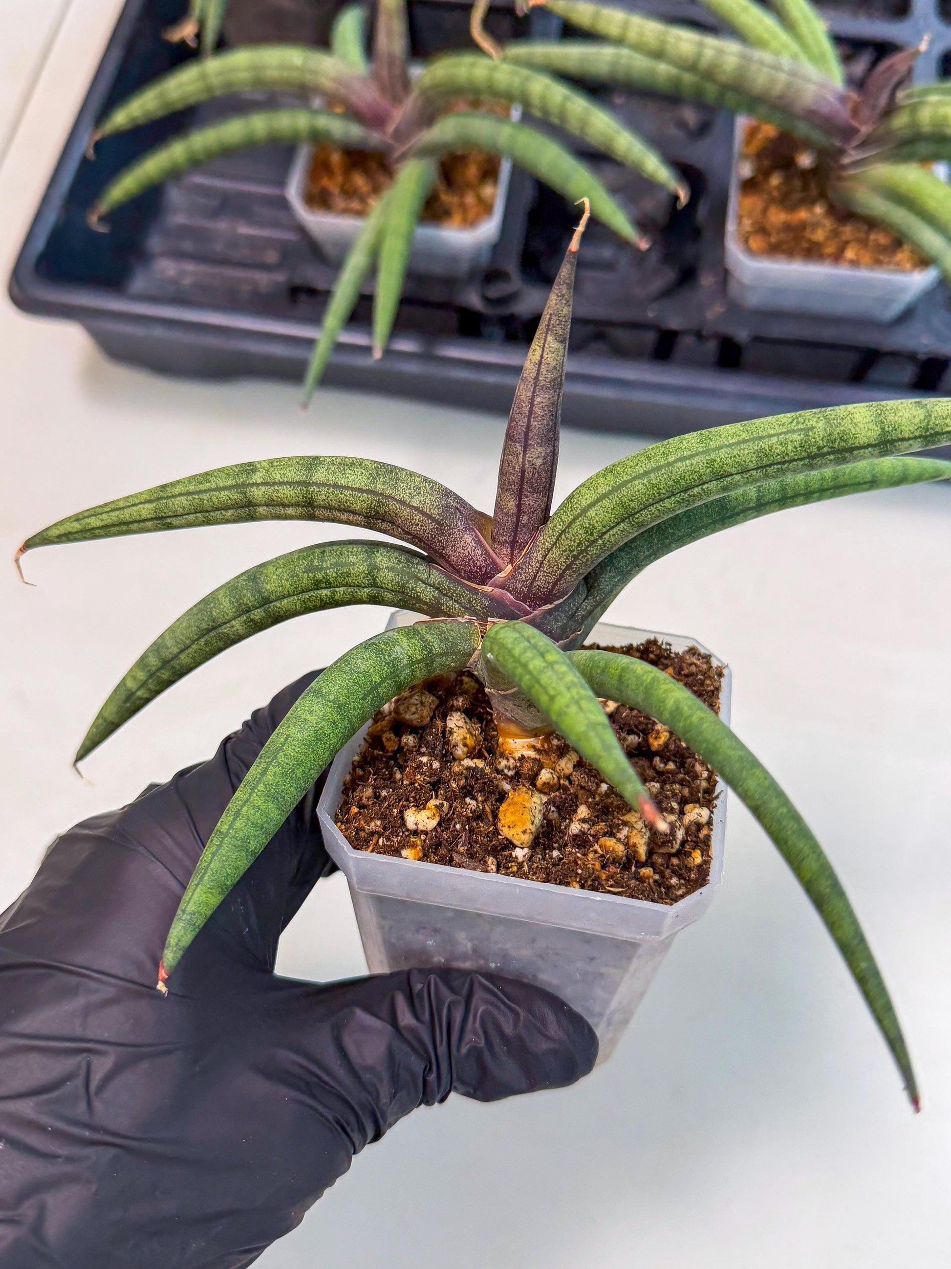 Sansevieria Terung Muda (p) | Rare Import