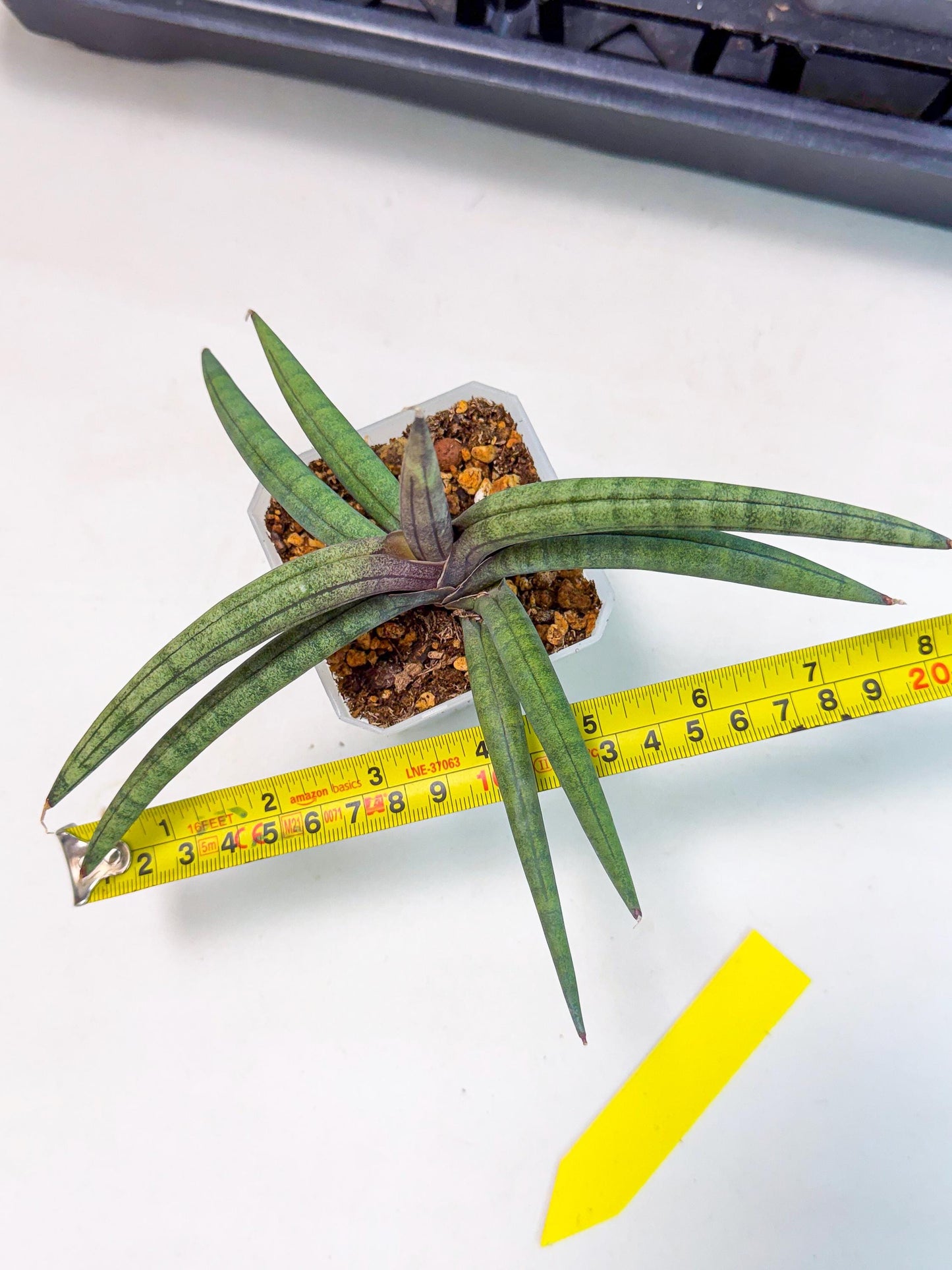 Sansevieria Terung Muda (y) | Rare Import