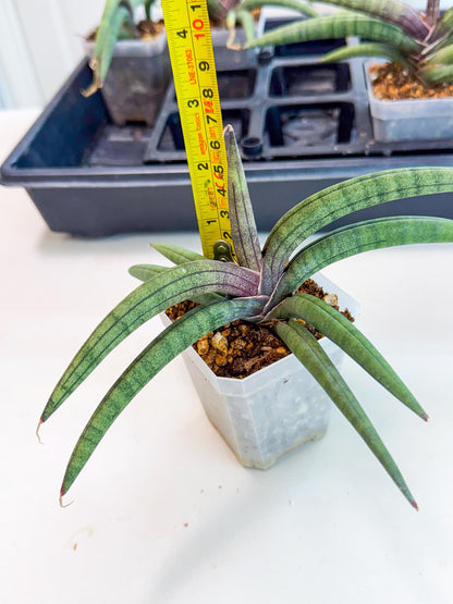 Sansevieria Terung Muda (y) | Rare Import