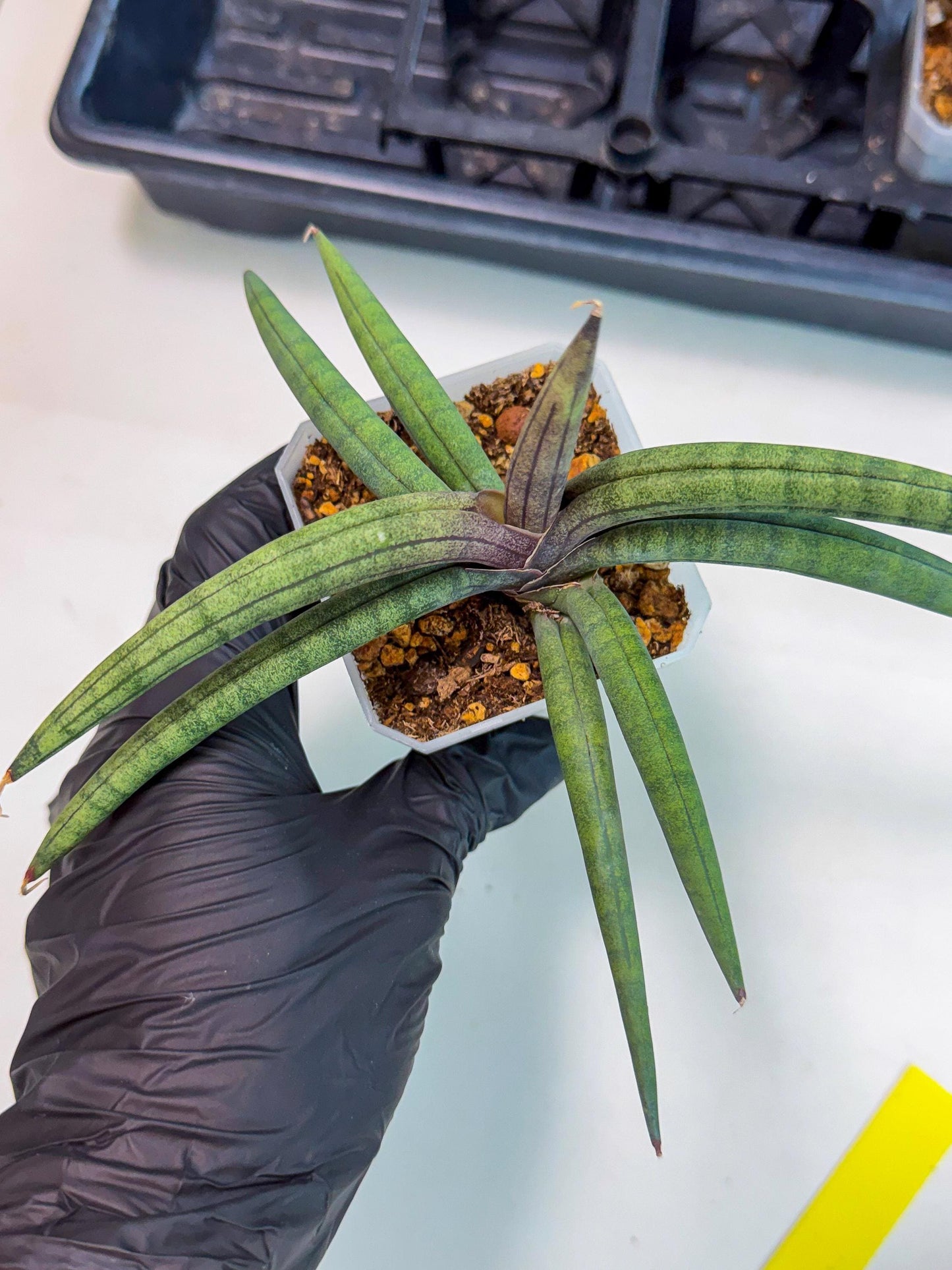 Sansevieria Terung Muda (y) | Rare Import