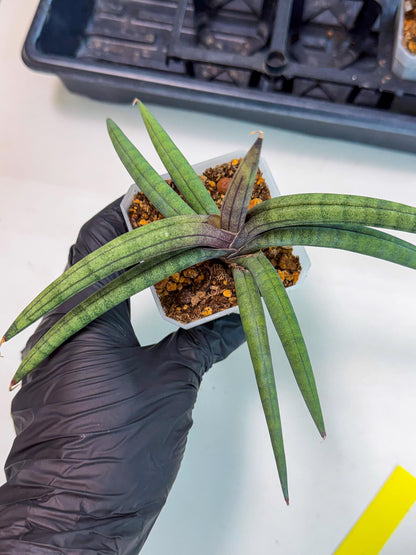 Sansevieria Terung Muda (y) | Rare Import