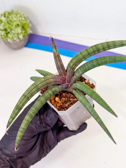 Sansevieria Terung Muda (y) | Rare Import